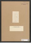 Diatomeae indet. Zeichnungen Sammlung Grunow Nr. 5543 (NHMW-BOT-W0373998)